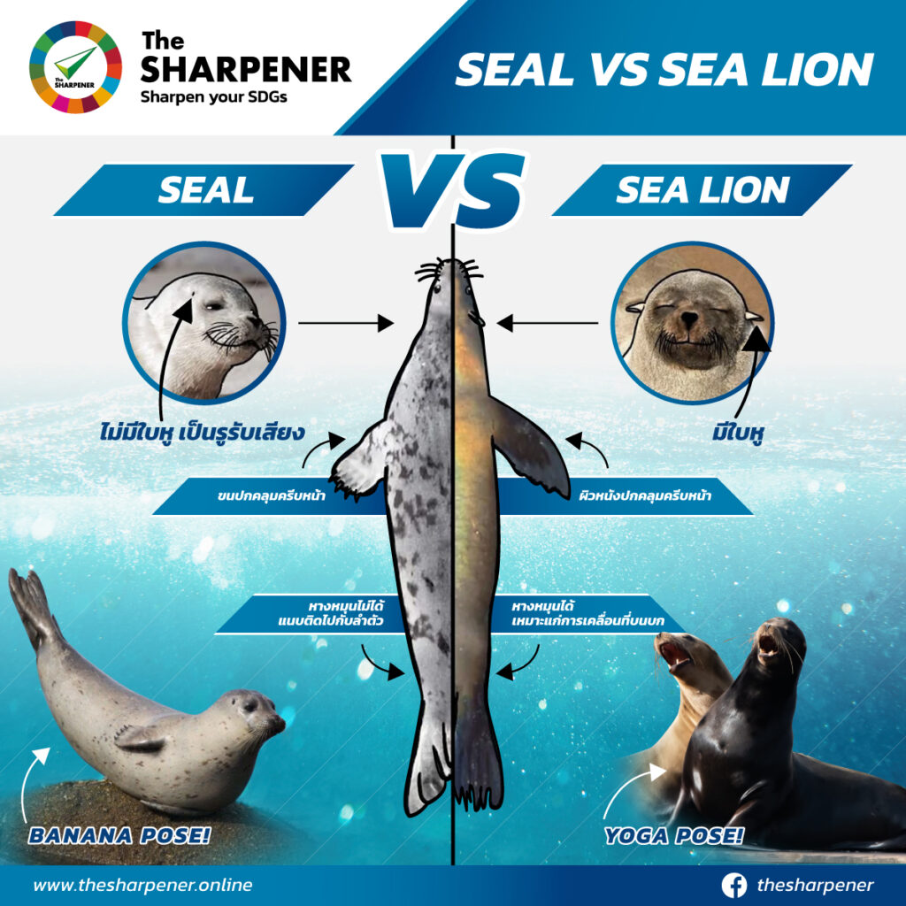 SEAL VS SEA LION R3